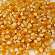 Kukurydza popcorn, organiczna, 1 kg