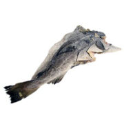 Sztokfisz – Bacalao / Bacalhau, suszony, ok. 1,5 kg